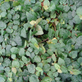 Ficus, Creeping Fig Plant